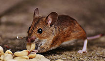 24 Hour & Emergency Exterminators in Lyndhurst, OH